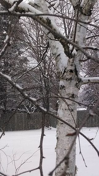 320px-Snowy_birch_in_the_suburbs