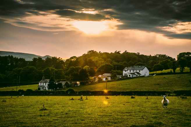 white sheep on field during golden hour time