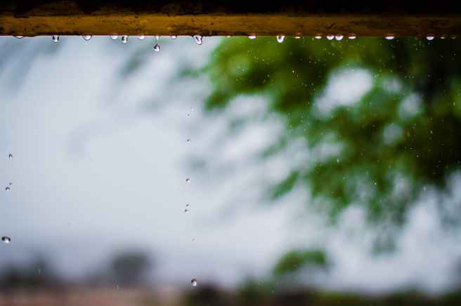 photography of rainy weather with trees